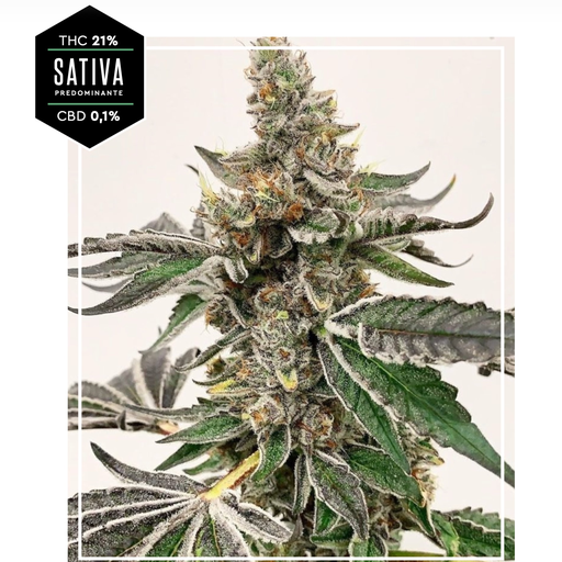 [PRR00101] Pre Rolls